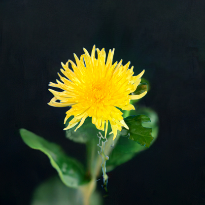 Gelbe Chrysantheme