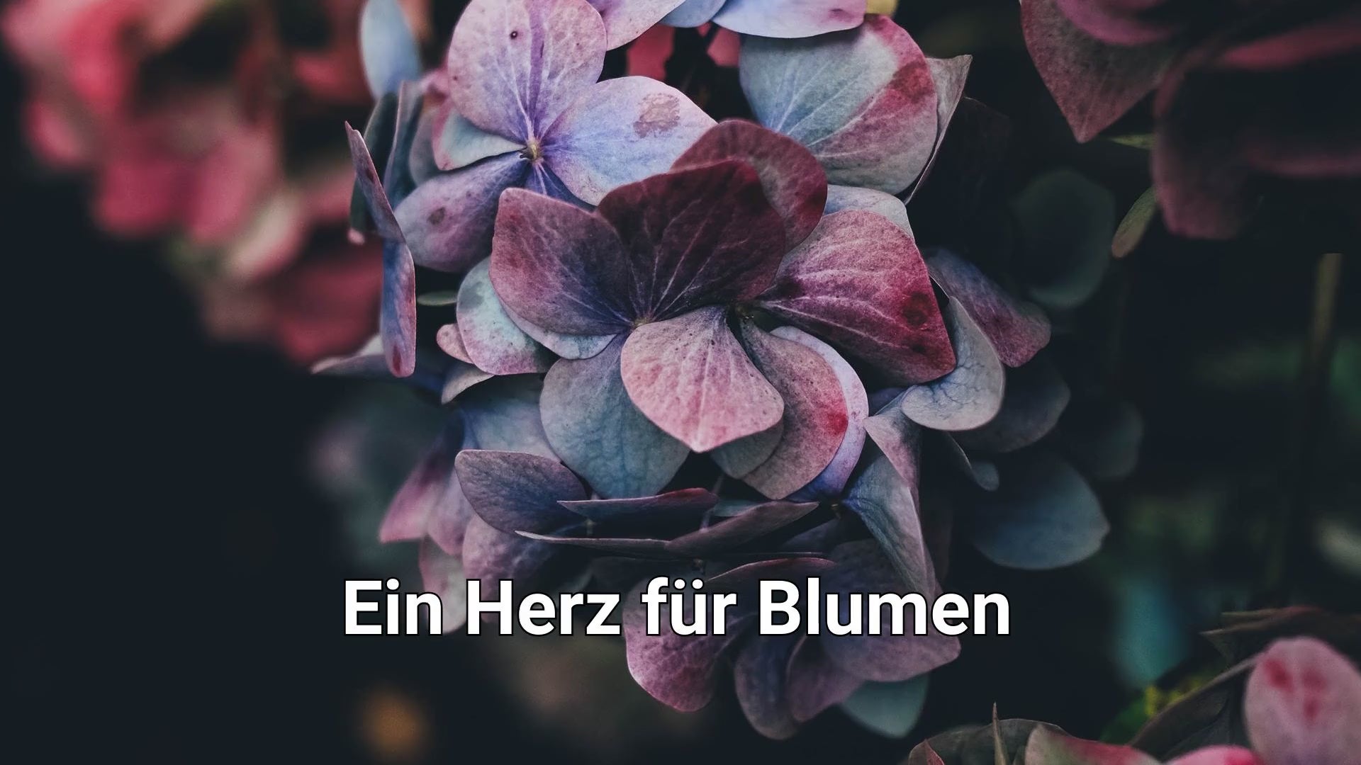 Video laden: Blumenabonnement