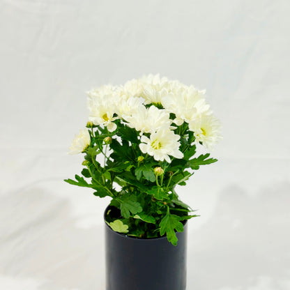 Chrysantheme Snow White